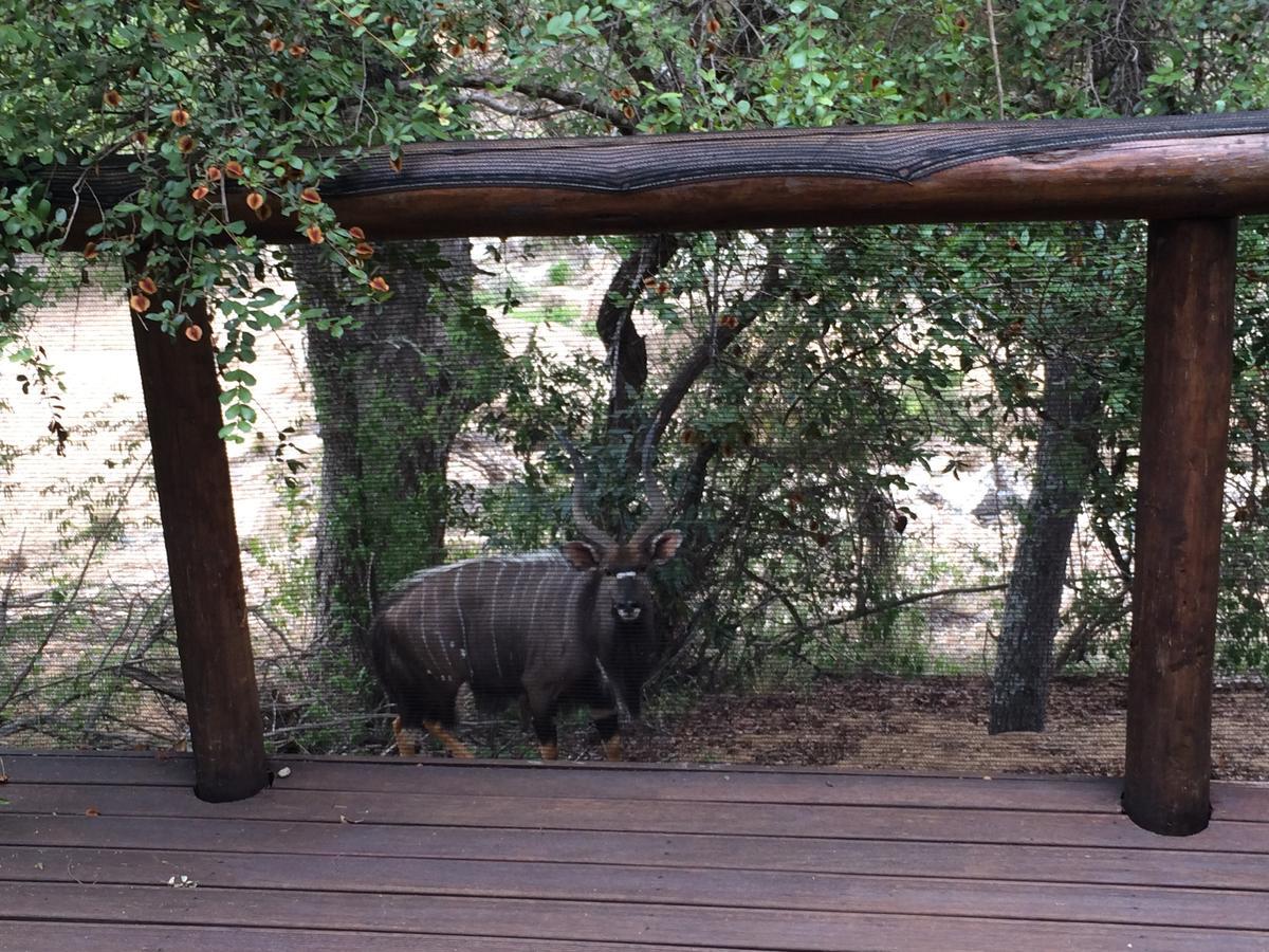 Leadwood Lodge Hoedspruit Bagian luar foto