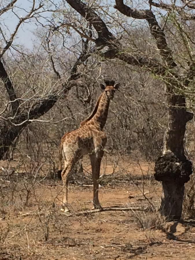 Leadwood Lodge Hoedspruit Bagian luar foto
